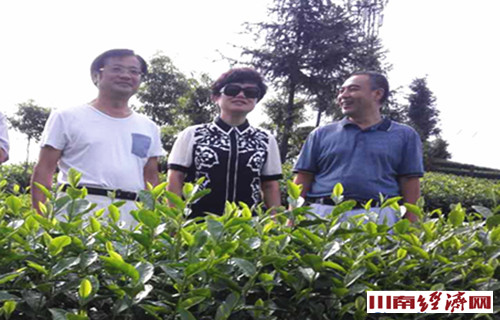 泸州：北京雷力集团副董事长汤洁一行考察纳溪茶业
