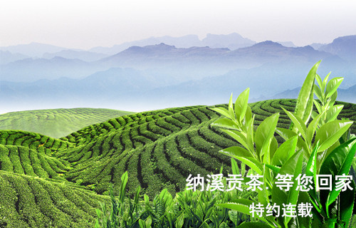 纳溪贡茶.等您回家之一：千里迢迢贡茶路