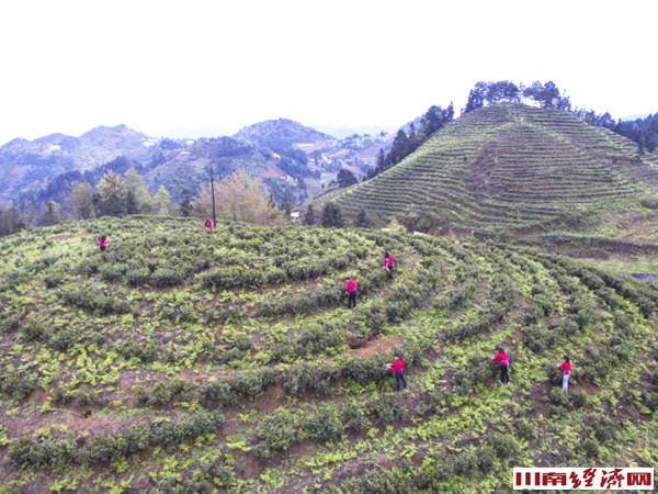 泸州：产业扶贫 古蔺电视台聚焦丹桂凤阳茶园