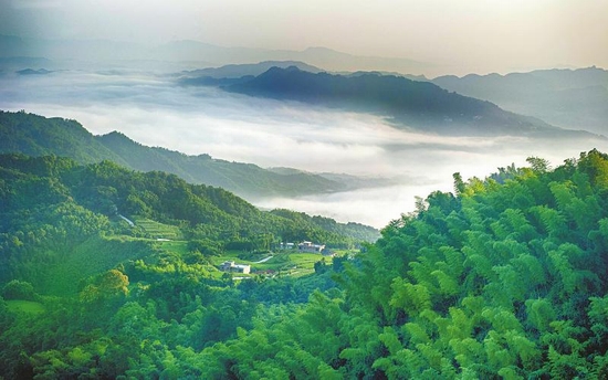 四川竹林里的繁夏清幽吸引众多游客