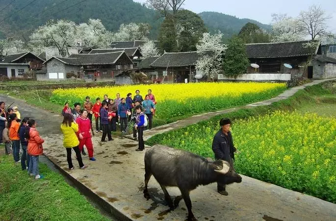 去过的人都说：贵州最美的春天，都藏在这个村里！海量美图