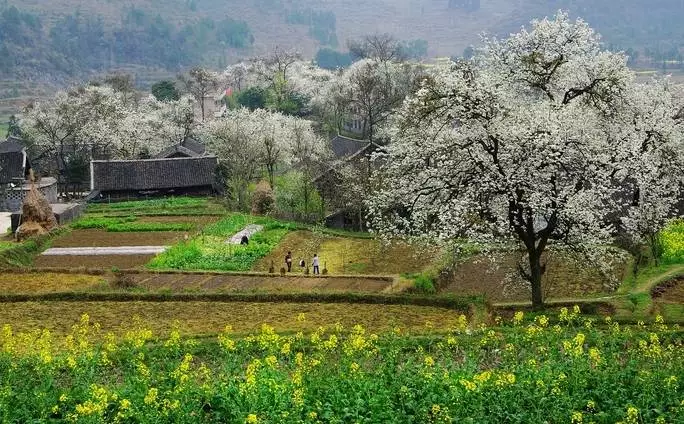 去过的人都说：贵州最美的春天，都藏在这个村里！海量美图