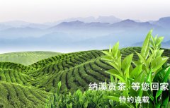 纳溪贡茶.等您回家之七：一路行吟酒与茶