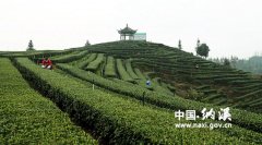 泸州：纳溪区30万亩特早茶开采 “纳特早”商标转让