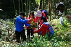 泸州：黄荆老林“淘宝” 发现多种珍贵植物