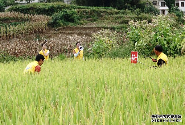 统计开放日 古蔺调查队在皇华镇开展实割实测活动 (图4)