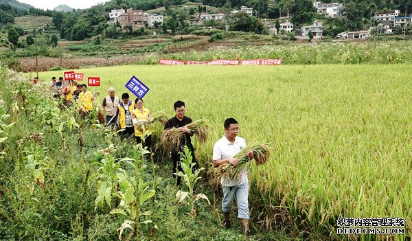 统计开放日 古蔺调查队在皇华镇开展实割实测活动 (图7)