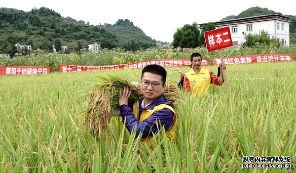 统计开放日 古蔺调查队在皇华镇开展实割实测活动 (图5)