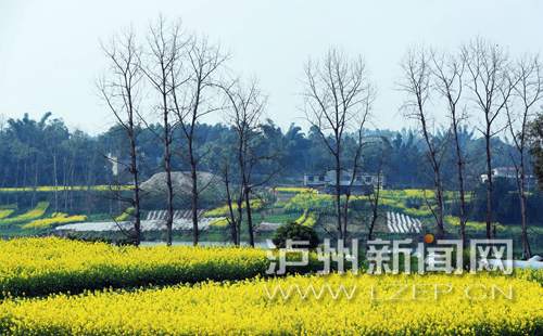 2月12日，泸州市江阳区通滩镇魏坝村油菜花绽放，乡村处处弥漫着浓浓的春意。刘学懿 /摄